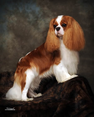 GCH Redbud Northern Dance