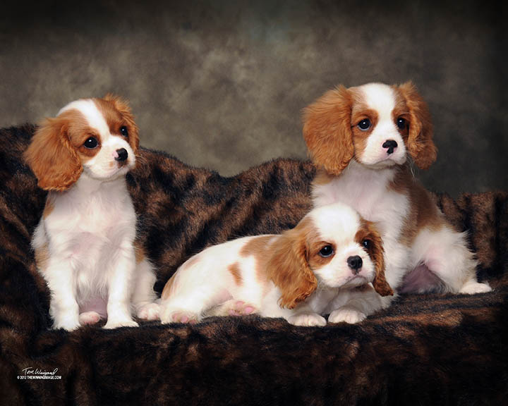 Ginger puppies